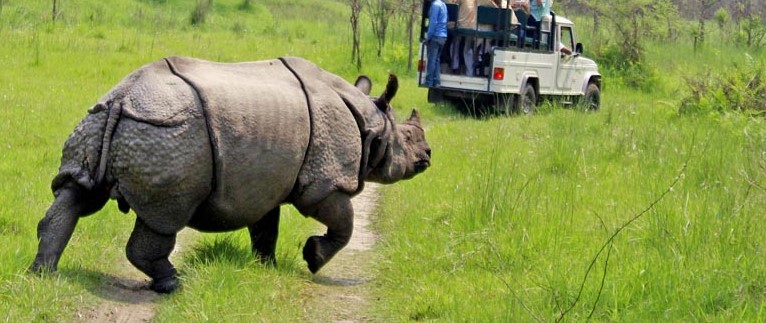 बर्दिया राष्ट्रिय निकुञ्जमा गैंडाको संख्या ३६ पुग्यो